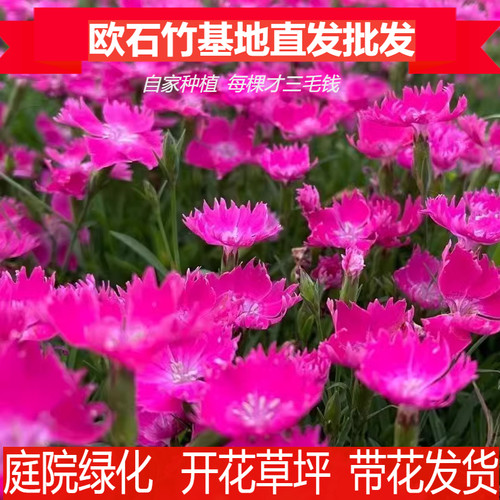 春季热销欧石竹花苗庭院开花耐寒