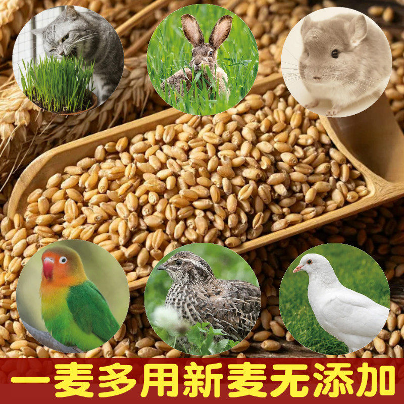 当季河南小麦粒喂宠物饲料磨面小麦种子自种水培发芽猫草带皮小麦