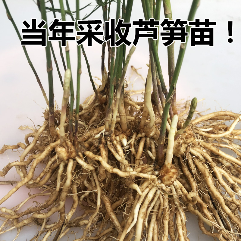 芦笋苗根苗绿色紫色芦笋种子孑四季种...