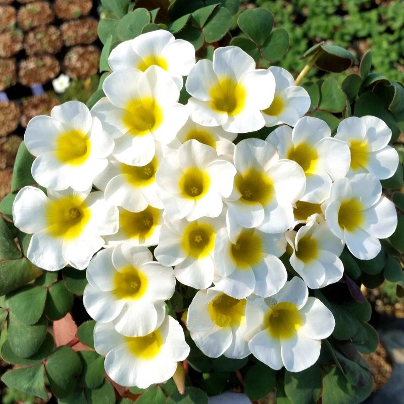 芙蓉酢浆草种球早花型秋冬春种植醡酱草耐寒紫叶大花榨浆草花期长