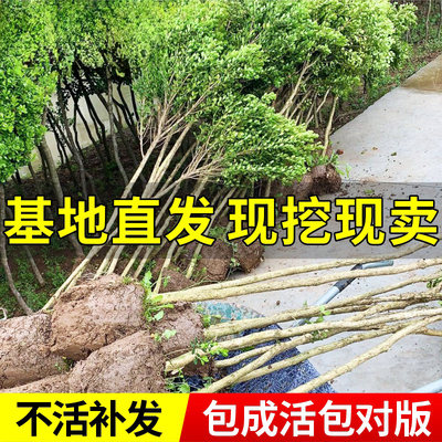 黄杨树苗独高杆棒棒糖小叶瓜子盆栽庭院地造型盆景树桩素材绿化苗