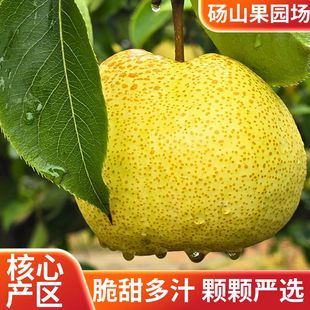 正宗砀山果园场酥梨只发母梨应季鲜果梨子2025年砀山梨雪梨煮水