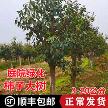 柿子树果苗特大脆甜柿子苗树南北方种植庭院盆地栽火晶柿子大果树