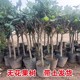 阳台无花果树果苗带土矮化波姬红青皮盆栽地栽南北方种植无花果苗