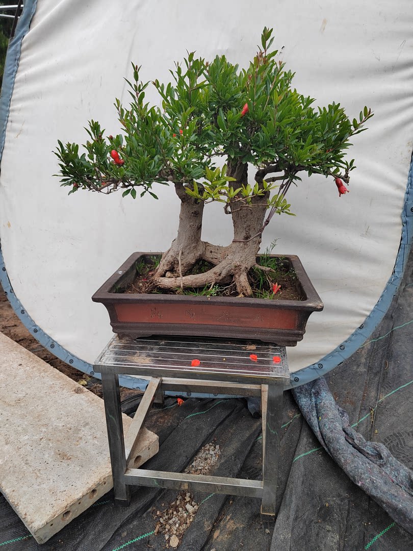 精品石榴盆景老桩过桥石榴盆景一物一拍室外室内阳台开花结果绿植