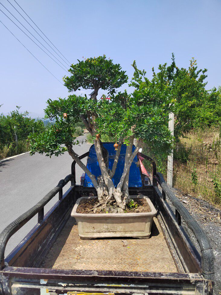 石榴盆景一本丛林石榴盆景适合庭院地栽盆景一物一拍结果可以食用