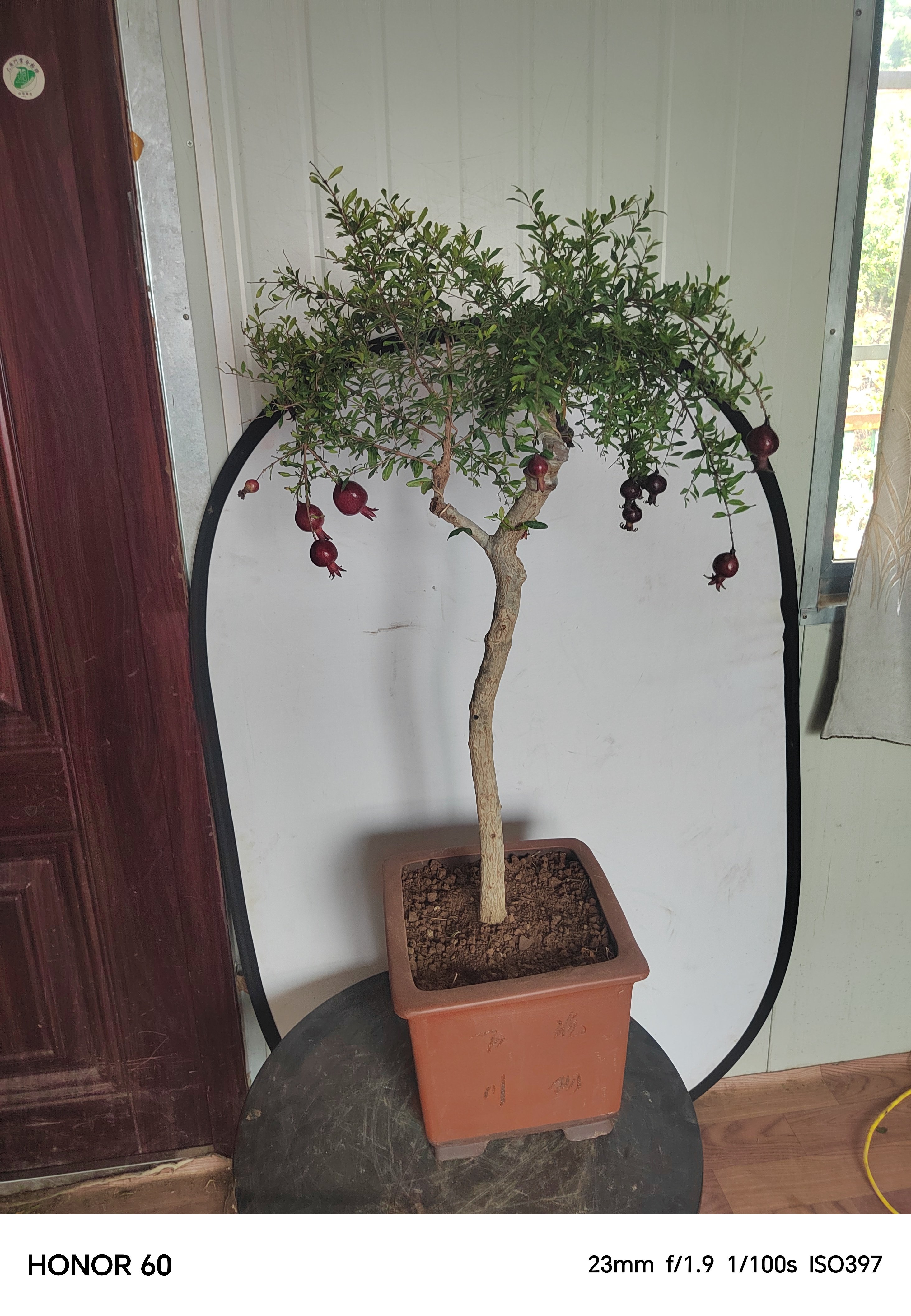 稀有品种紫玲珑石榴盆景一物一拍室内庭院别墅开花结果石榴盆景