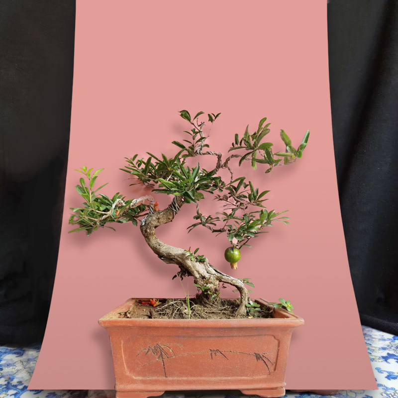微型石榴盆景小品石榴植物容易春季庭院小老桩盆栽开结果阳台绿植