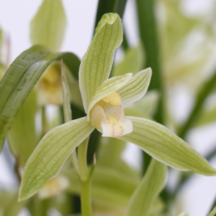 春剑素心珍品银杆素兰花带花苞好养客厅茶几餐桌室内花卉绿植盆栽