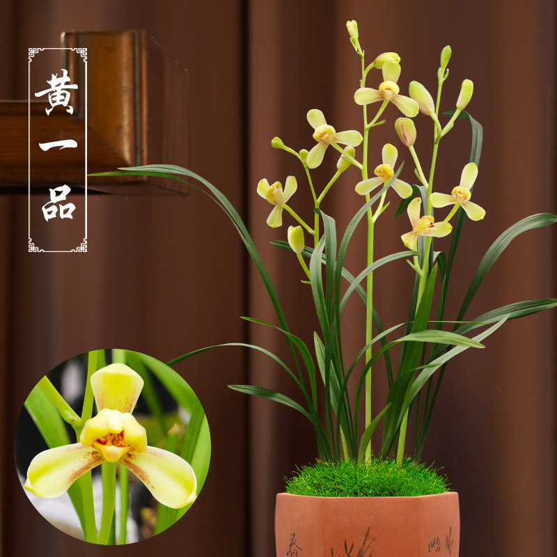 建兰黄一品兰花带花苞浓香型好养客厅办公室书房室内花卉绿植盆栽