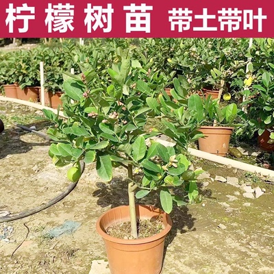 四季结果香水柠檬树苗