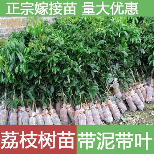 广西荔枝树苗带泥带叶发货
