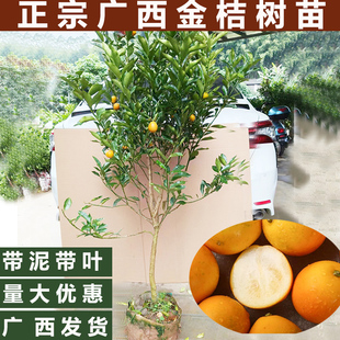 广西金桔树金柑树苗橘子苗树四代大叶滑皮盆栽四季脆皮金桔树苗