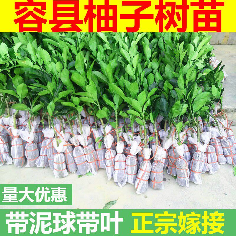 广西容县沙田柚子树苗木嫁接白心红心蜜柚庭院绿化种植水果苗果树