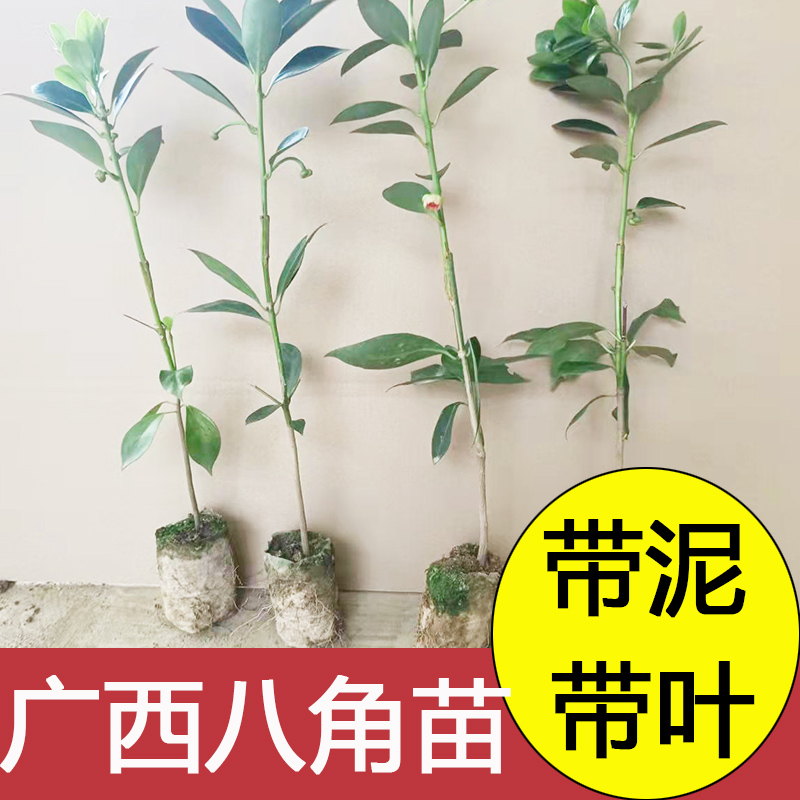 正宗广西矮化嫁接八角食用