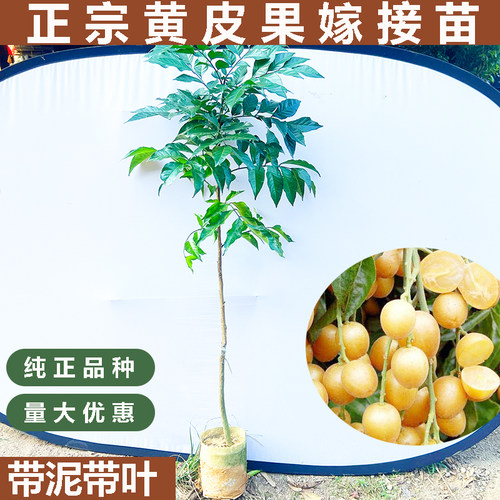正宗黄皮树苗带泥带叶