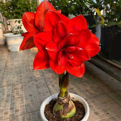 朱顶红1颗庭院阳台室外绿植盆栽好养好种盆栽地栽