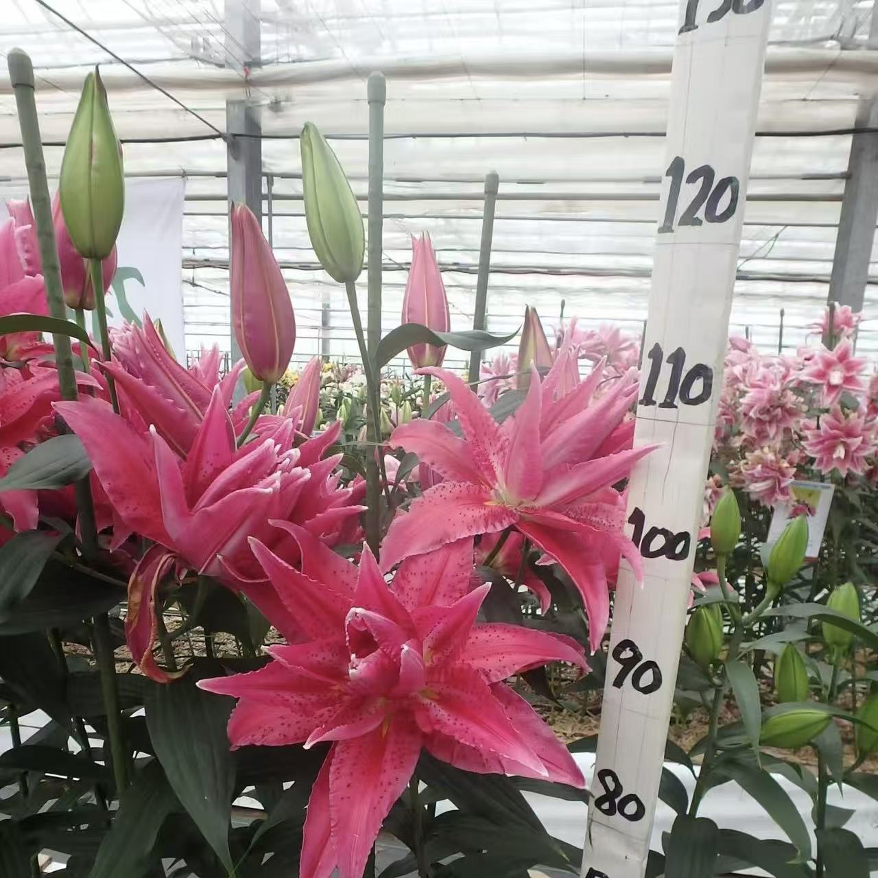 加布里拉1颗重瓣香水百合花百合