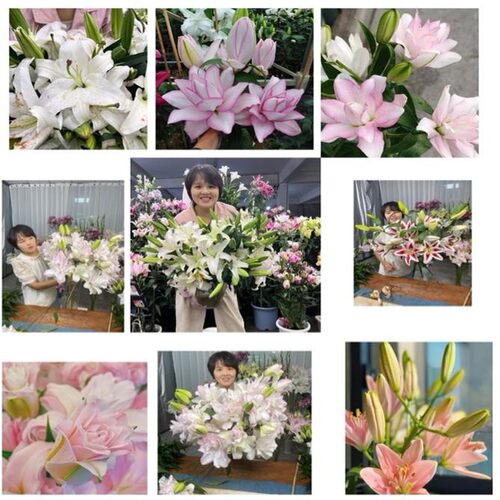 《长芽球》百合种球1颗 颜色不指定品种不指定