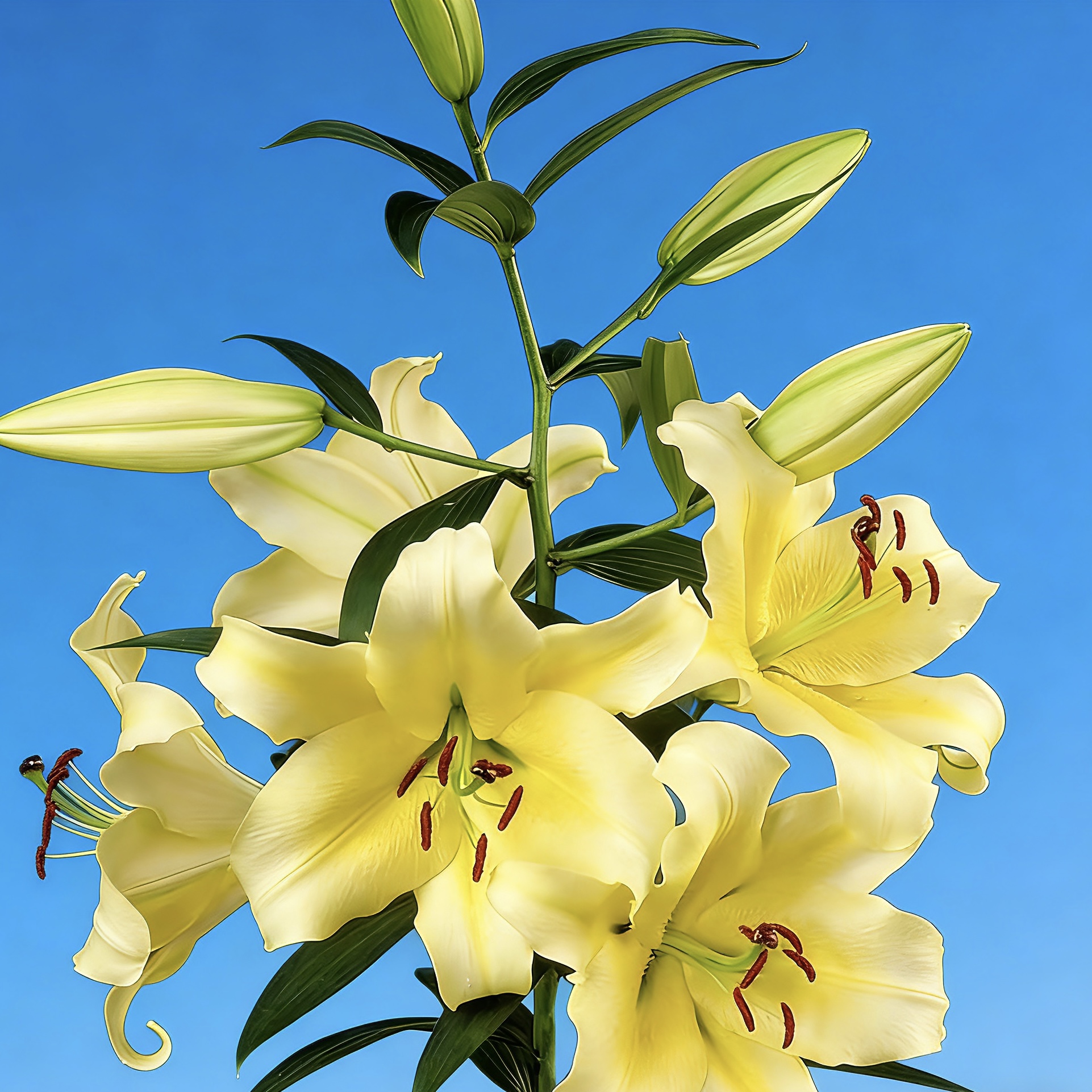 《黄天霸26+》1颗单瓣香水百合盆栽阳台庭院地栽盆栽