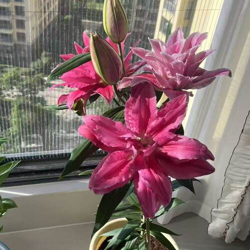 双重幻想1颗重瓣香水百合种球家庭室内室外庭院阳台好养好种