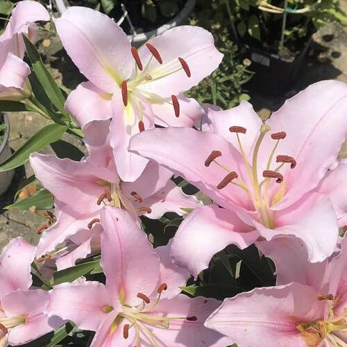 粉天使1颗 单瓣香水百合种球家庭室内室外庭院阳台好养好种