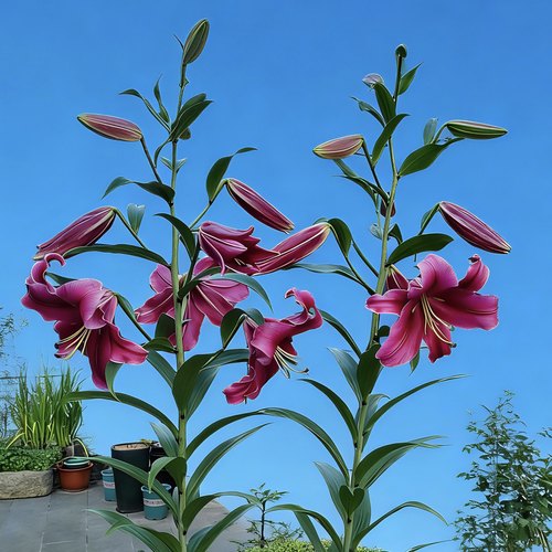 《帕拉佐》1颗单瓣香水百合盆栽阳台庭院地栽盆栽