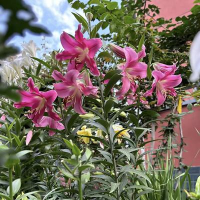 普拉芬多1颗 单瓣香水百合种球家庭室内室外庭院阳台好养好种