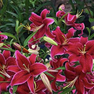 黑美人1颗 单瓣香水百合种球家庭室内室外庭院阳台好养好种