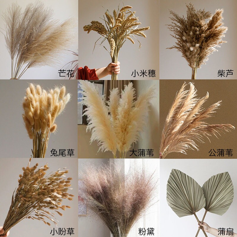 田园风芦苇干花花束婚礼婚庆道具小盼草兔尾草蒲扇软装室内高级