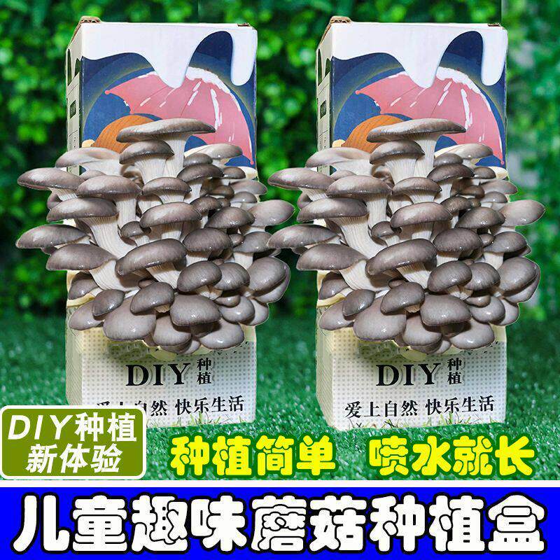 蘑菇盒子礼盒平菇种植可食用蘑菇种植包室内家庭学校种植