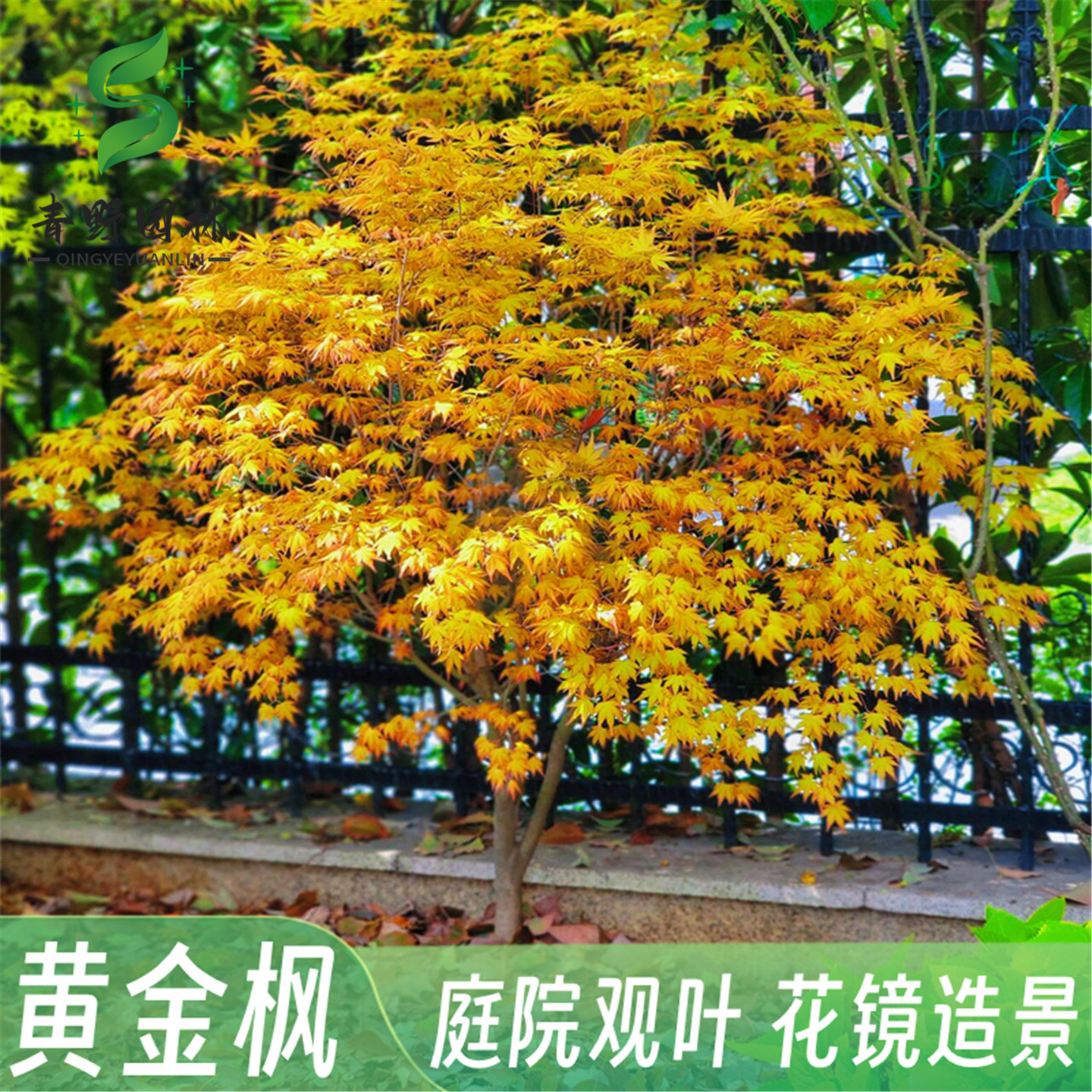 橙之梦黄金枫树苗羽毛枫日本红枫庭院盆栽花卉植物绿化苗金陵黄枫