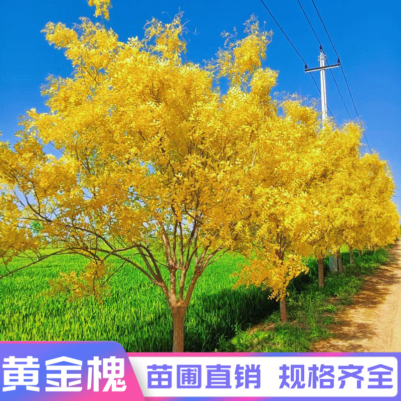 黄金槐树苗嫁接黄金槐金枝槐金丝槐龙爪槐国槐垂槐庭院绿化树苗木