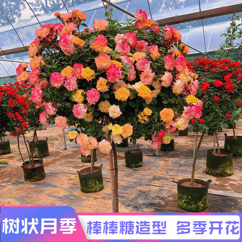 树状月季树四季大花浓香老桩盆栽月季树桩棒棒糖苗特大花月季花苗