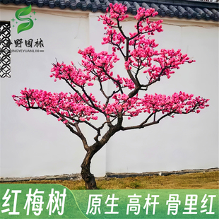 梅花树苗原生红梅小苗骨里红梅花嫁接绿梅榆叶梅腊梅盆景地栽庭院
