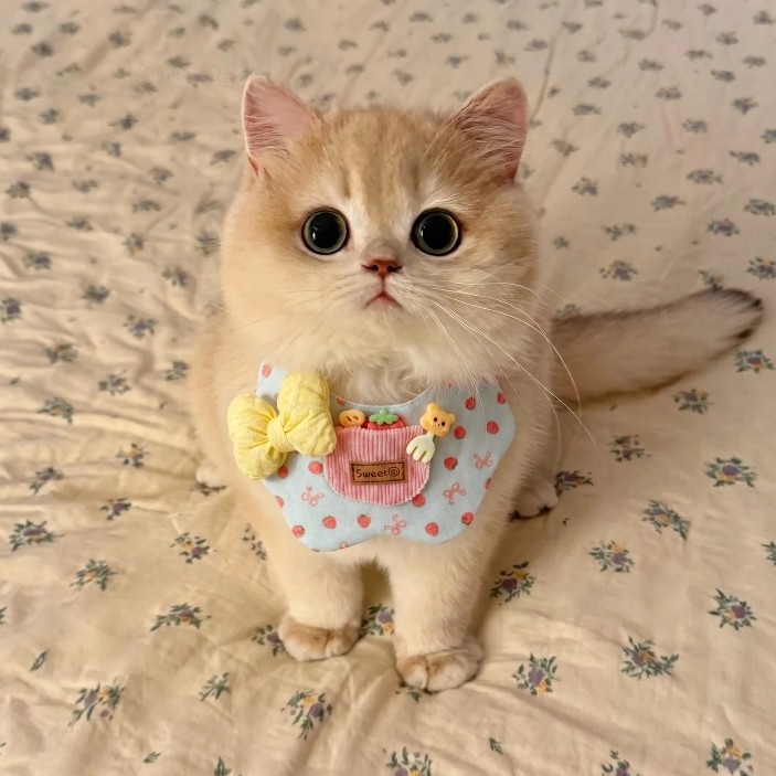宠物专用口水巾狗狗围脖猫咪围兜