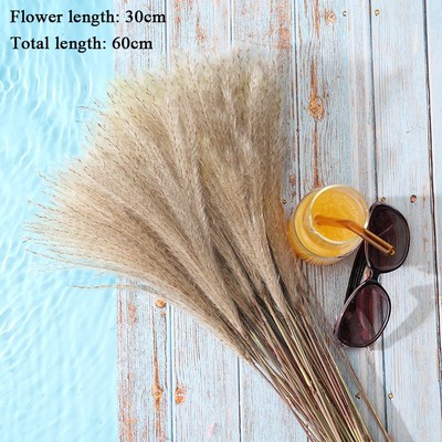 10 Pcs Pampas Grass Real Dried Plants Decor Wedding  Flower