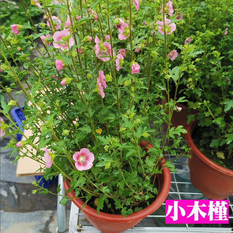 新木槿花卉盆栽庭o院阳台小木槿花期长三季花期特价包邮