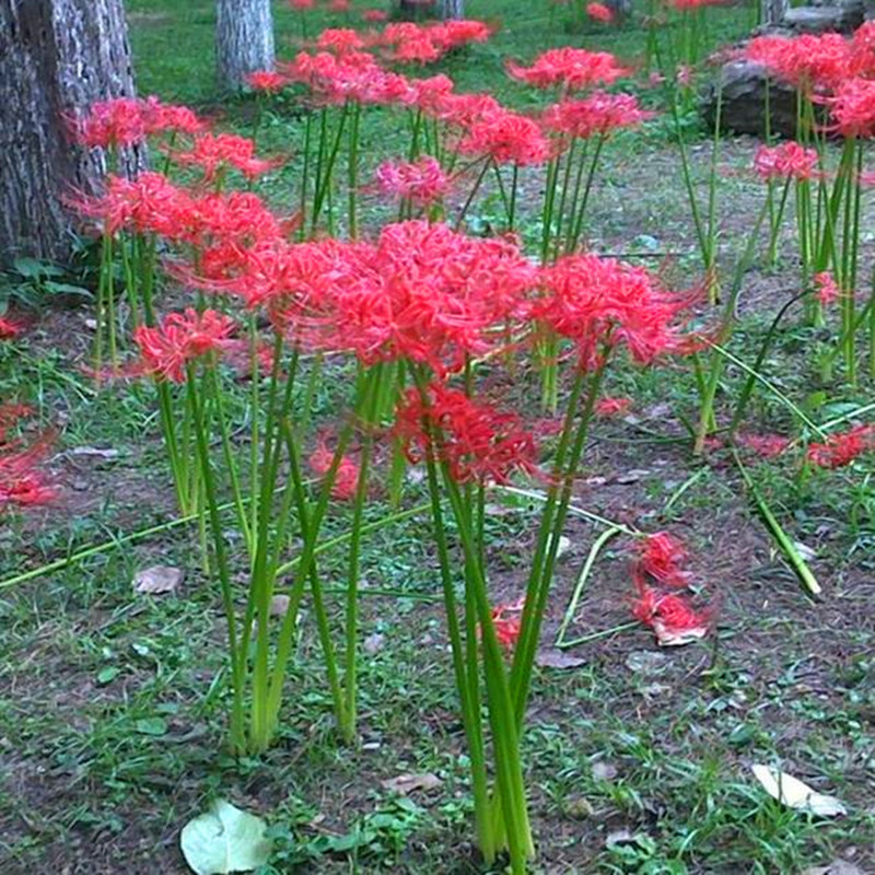 新品喜阴耐寒多年生宿根植物种子彼岸花球根室外易活花籽庭院花草-封面