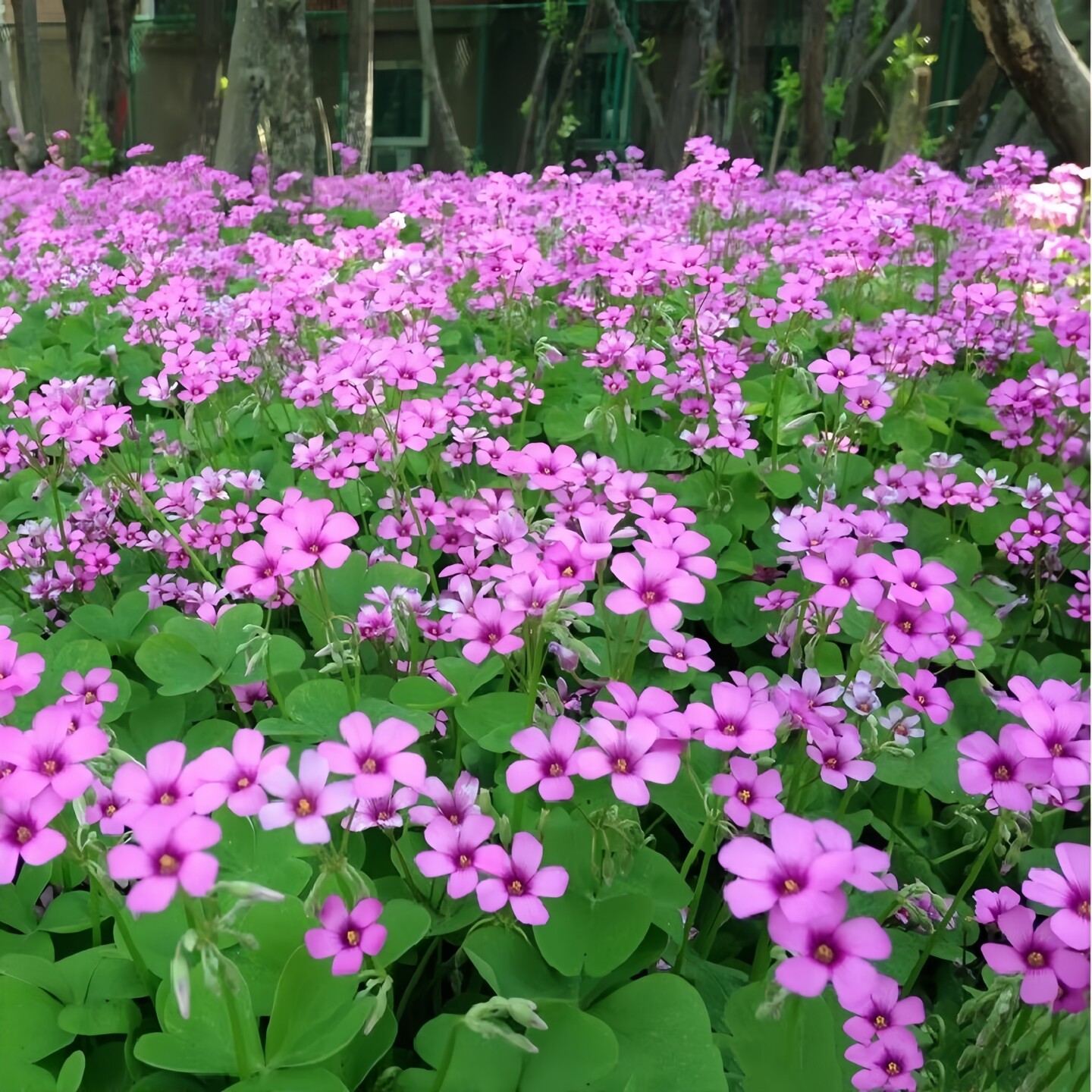 耐阴耐寒植物绿化小花红花三叶草低矮多年生室外宿根花卉四季庭院