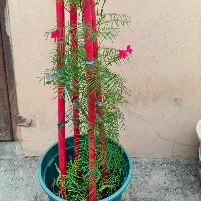 爬藤易活羽叶茑萝庭院