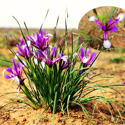 室外多年生宿根四季马兰花