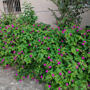 耐荫植物易活花种驱蚊虫花草晚饭花紫茉莉花籽种地雷花室外绿化花