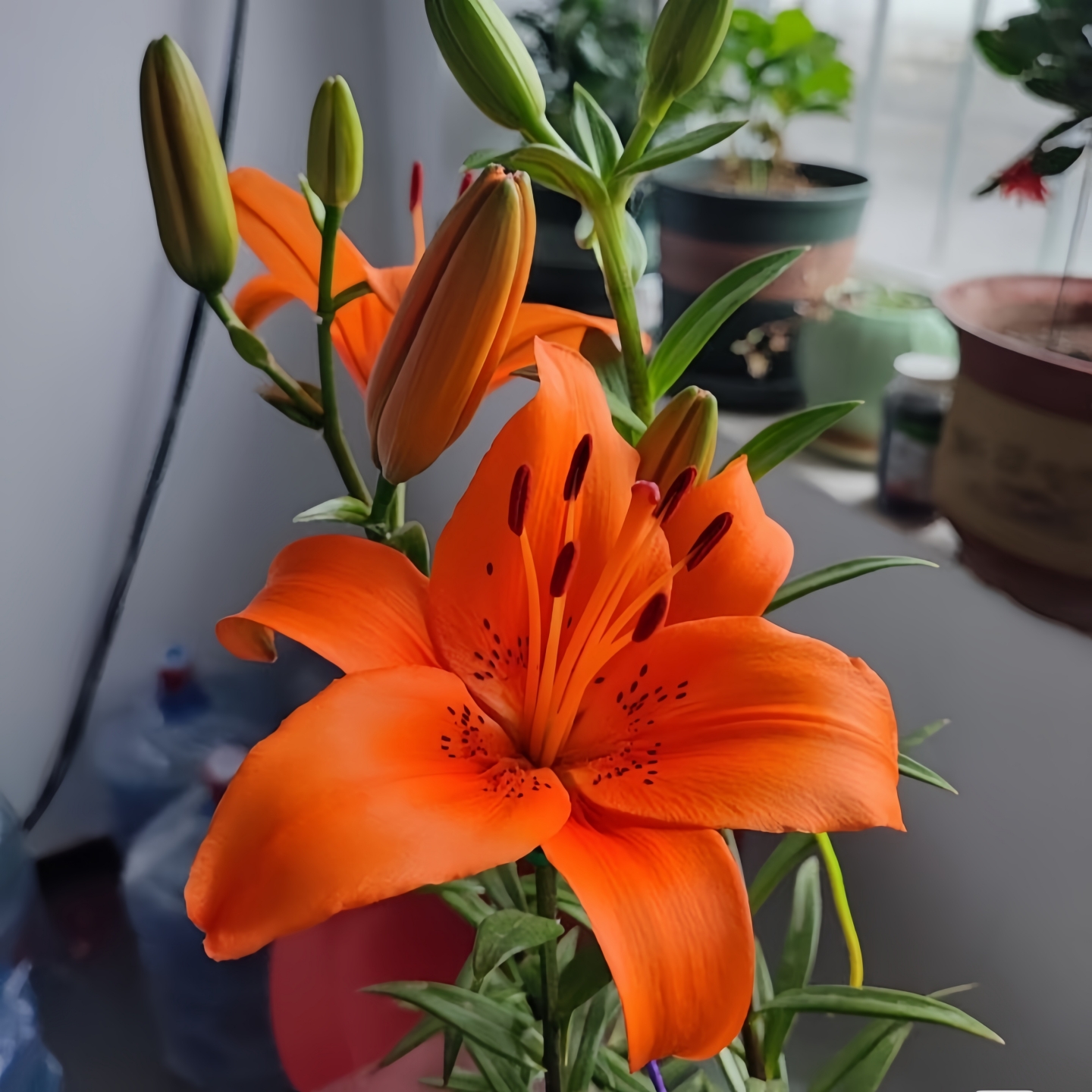 易种好活亚洲百合种球花室外庭院种植耐寒过冬多年生阳台盆栽花卉