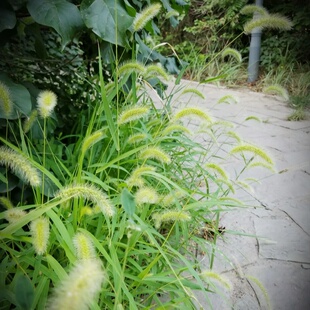 户外播种绿化野草狗尾草籽狗尾巴草种子盆栽杂草易活花籽室外草种