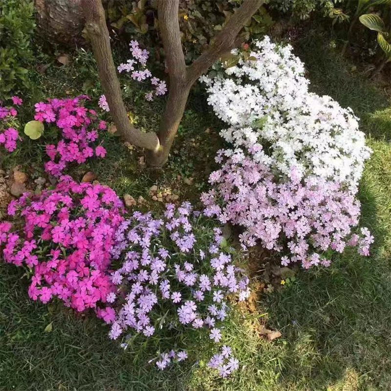 室外庭院绿化植物四季芝樱花丛生福禄考花苗耐寒耐阴铺地宿根花卉-封面