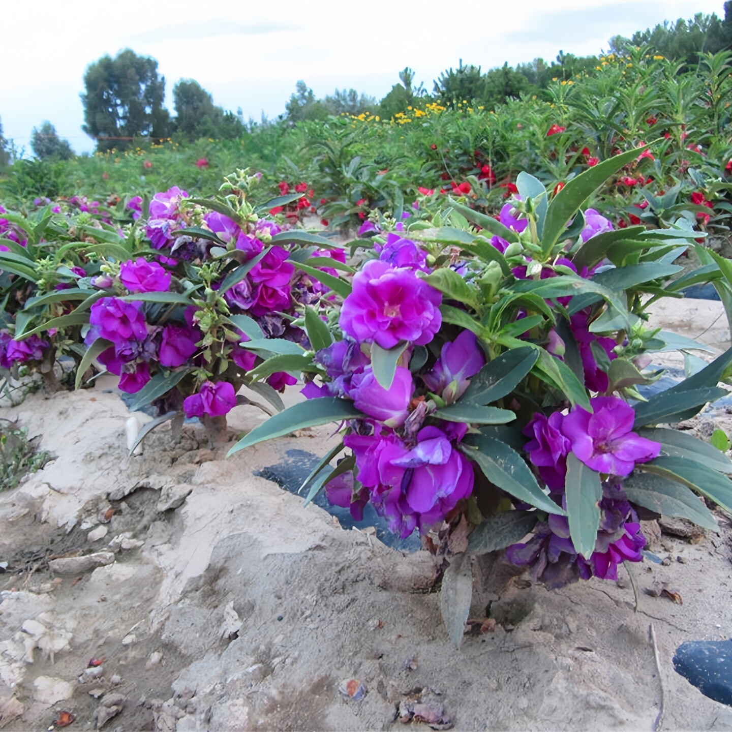 好种易活重瓣茶花凤仙种子四季播种开花室外花卉庭院花园种植花籽