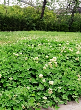 荒地改良草种耐阴绿化果林绿肥花草种子白三叶车轴草护土固氮草籽