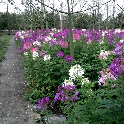 醉蝶花种子四季播种开花易活庭院