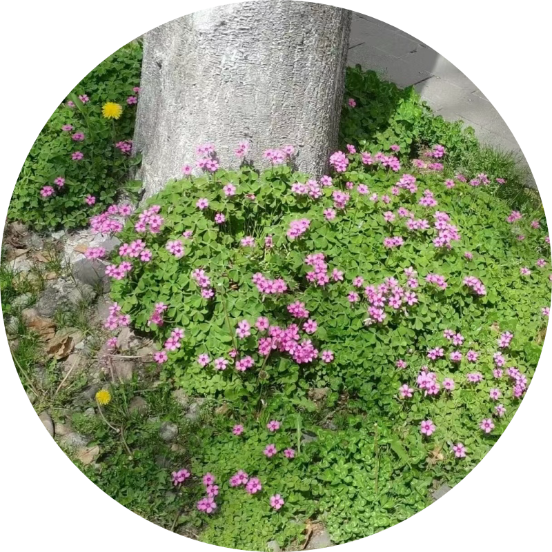 地被根生植物红花三叶草种根低矮宿根多年生绿化花种耐荫室外花籽